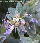 Olivilla - Teucrium fruticans. Jan