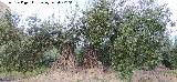 Olivo - Olea europaea. La Veleta - Los Villares