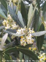Olivo - Olea europaea. Flores. Cerro Toledo - Los Villares