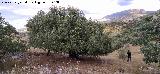 Acebuche - Olea europaea var. sylvestris. Acebuche de Mingo - Ja�n