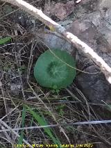 Sombrerillos - Umbilicus horizontalis. Torre�n del Moro - Alcaudete