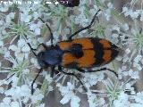 Escarabajo ajedrezado - Trichodes sp.. Prado Maguillo - Santiago Pontones