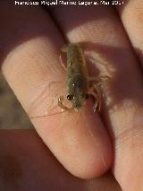 Cangrejo de Ro Europeo - Austropotamobius pallipes. Pequeo. Pantano del Guadaln - Vilches