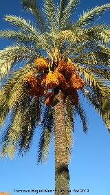 Palmera datilera - Phoenix dactylifera. Minas de Rotinto