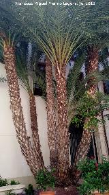 Palmera datilera - Phoenix dactylifera. Palacio de San Esteban - Murcia