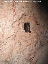 Cueva de Golliat. Murcilagos de la cueva