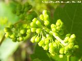 Parra - Vitis vinifera. Racimo antes madurar. Tajos de San Marcos - Alcal la Real