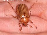 Escarabajo de San Juan - Rhizotrogus aestivus. Navas de San Juan