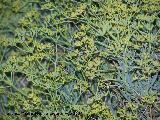 Pendejo - Bupleurum spinosum. Los Villares