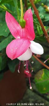 Pendientes de la reina - Fuchsia hybrida. Flor. Ja�n
