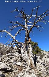 Pinar del Caba�as. Pino muerto de grandes dimensiones. Loma de Cagasebo - Quesada