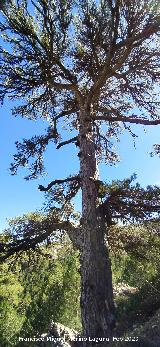 Pinar del Caba�as. 