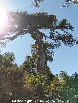 Pinar del Caba�as. Loma de Cagasebo - Quesada