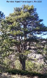 Pinar del Caba�as. Loma de Cagasebo - Quesada