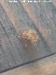 Mosca amarilla del estircol