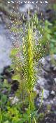 Espiguilla