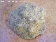 Coral Isatraea