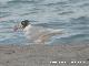 Pjaro Gaviota Cabecinegra