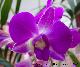 Orqu�dea Dendrobium