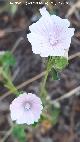 Malva hisp�nica