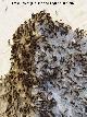 Hormiga negra com�n