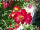 Rosal trepador de flor simple