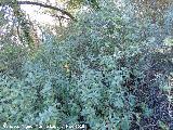 Bañizuela - Torredelcampo Durillo - Viburnum tinus. Bañizuela - Torredelcampo