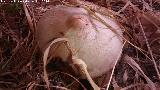 Volvaria sedosa - Volvariella bombycina.
