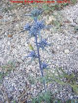 Prado Maguillo - Santiago Pontones Cardo azul - Eryngium bourgatii. Prado Maguillo - Santiago Pontones