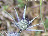 Prado Maguillo - Santiago Pontones Cardo azul - Eryngium bourgatii. Prado Maguillo - Santiago Pontones
