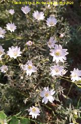 La Veleta - Los Villares Nieve de Montaña - Cerastium tomentosum. La Veleta - Los Villares