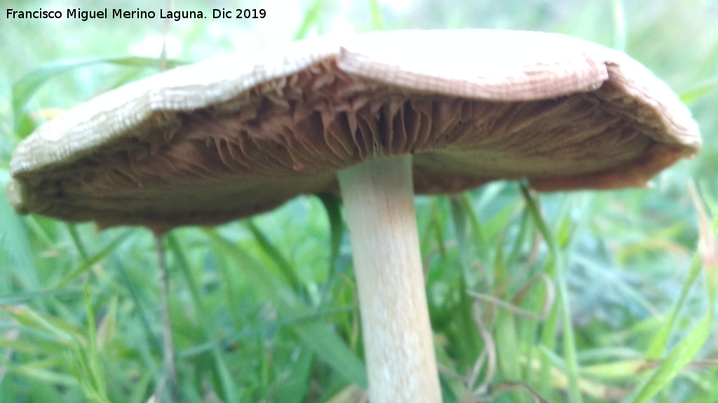 Senderuela - Senderuela. La Veleta - Los Villares
