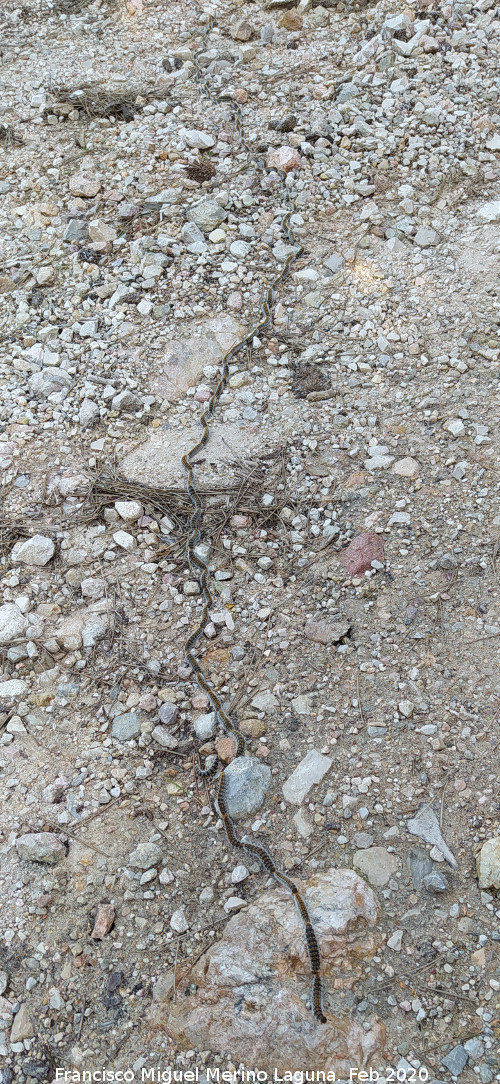 Polilla Procesionaria del pino - Polilla Procesionaria del pino. Loma del Leganillo - Quesada