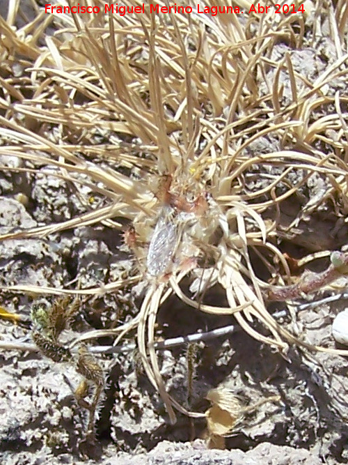 Chinche Phyllophya laciniata - Chinche Phyllophya laciniata. Torre de la Cabeza - Pegalajar