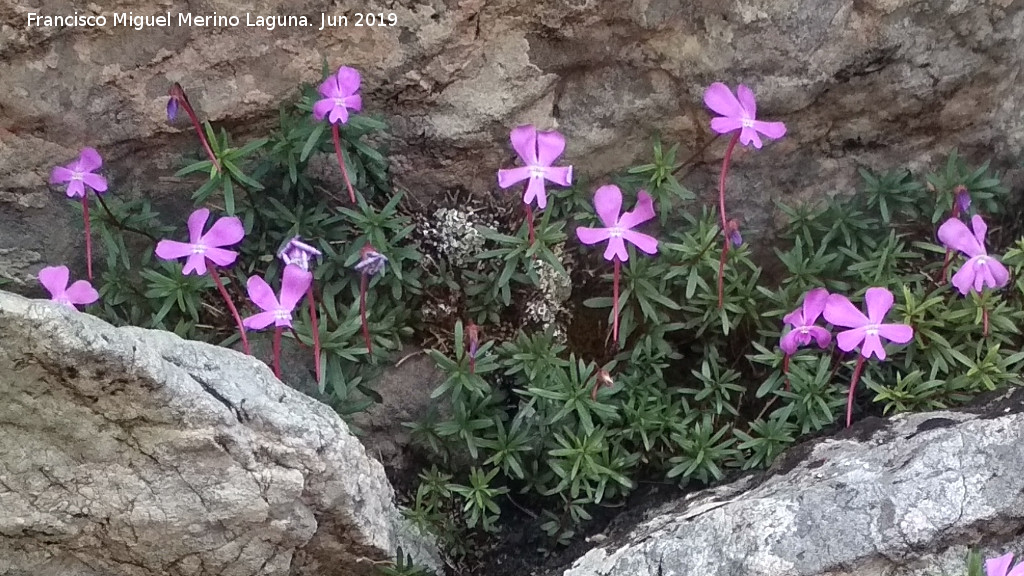 Violeta de Cazorla - Violeta de Cazorla. Caballo Torraso - Villanueva del Arzobispo