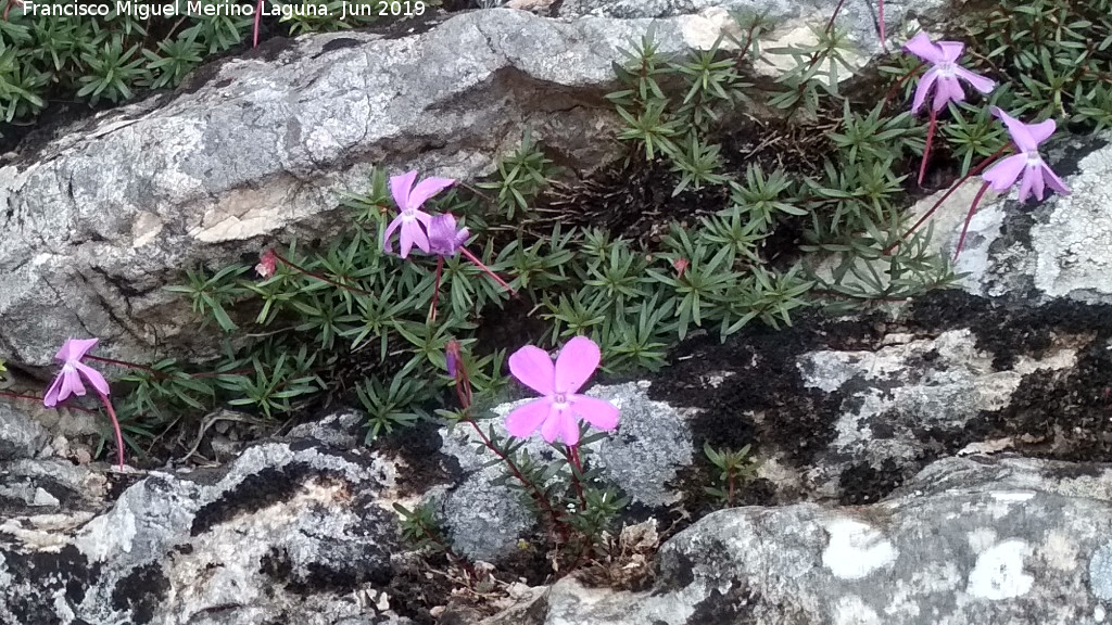 Violeta de Cazorla - Violeta de Cazorla. Caballo Torraso - Villanueva del Arzobispo