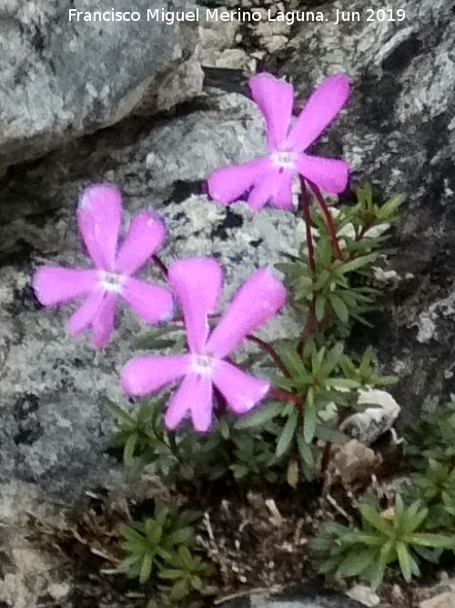 Violeta de Cazorla - Violeta de Cazorla. Caballo Torraso - Villanueva del Arzobispo