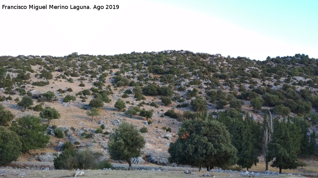 Sabinar de la Lancha del Lobo - Sabinar de la Lancha del Lobo. 