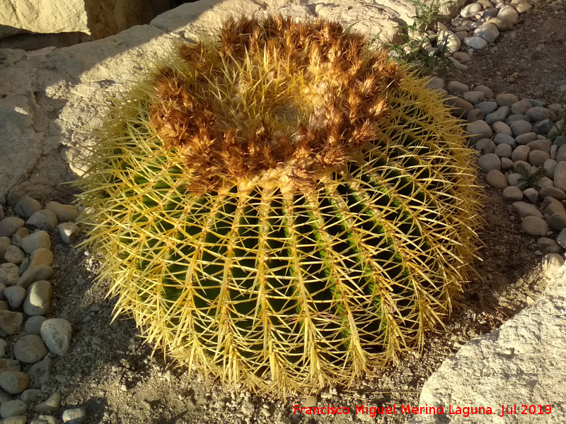 Cactus asiento de suegra - Cactus asiento de suegra. Castillo de Santa Brbara - Alicante