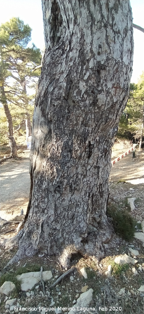 Pino de las Cruces - Pino de las Cruces. Cruces