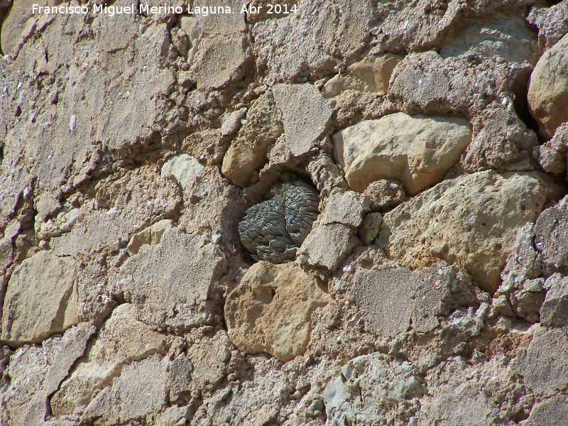 Torren de la Cabeza - Torren de la Cabeza. Mechinal