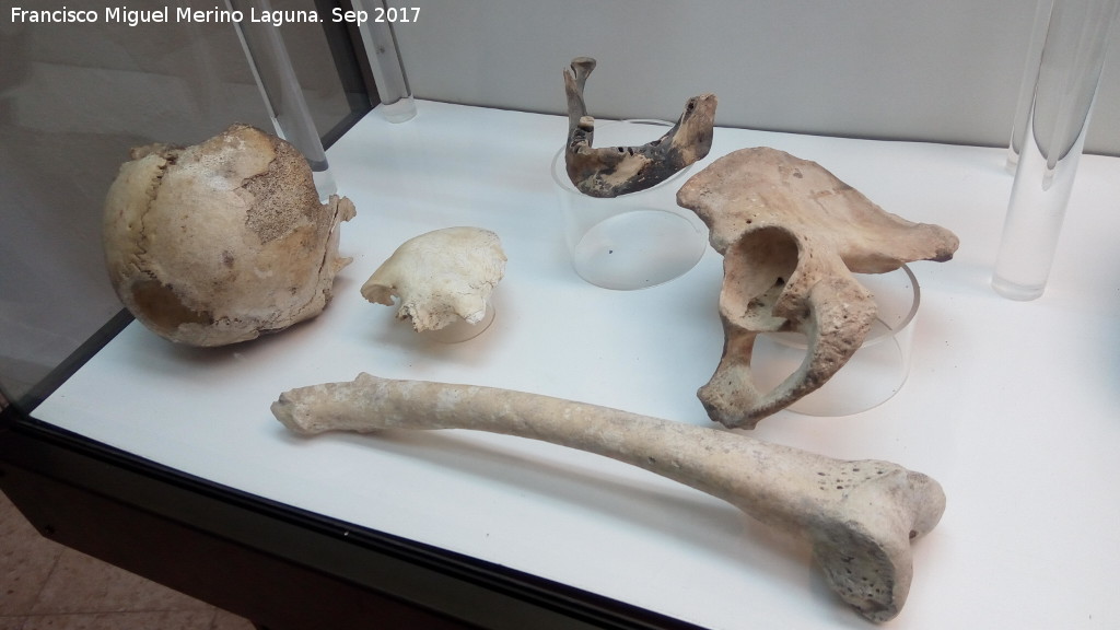 Cueva de los Murcilagos - Cueva de los Murcilagos. Huesos humanos del neoltico de la Sala de los Estratos. Museo Histrico de Zuheros