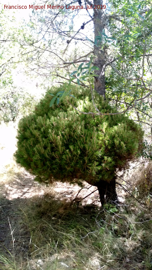 Pino carrasco - Pino carrasco. Escoba de bruja. Can de la Tinaja - Jan