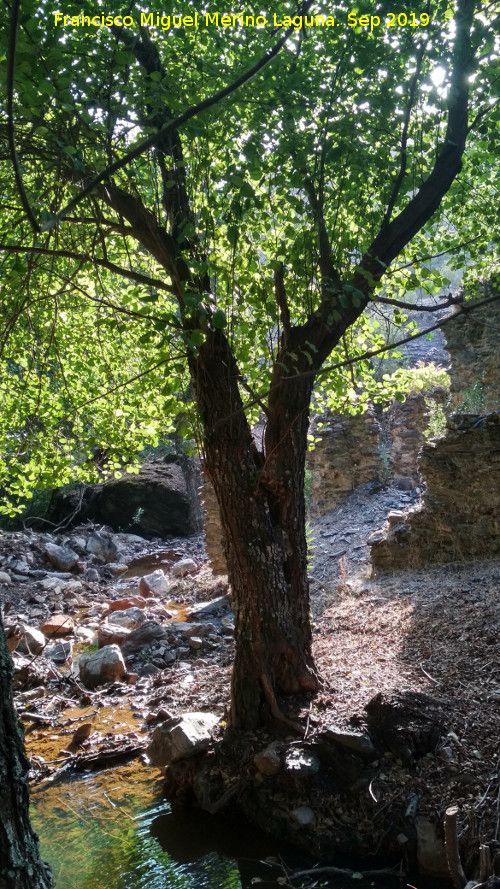 Molino del Batn - Molino del Batn. Arroyo y restos del Molino del Batn