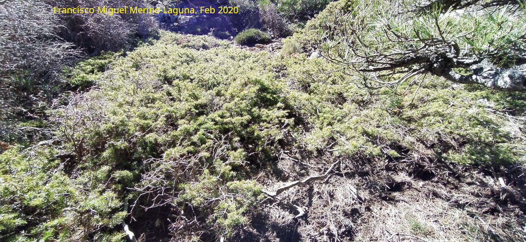 Enebro - Enebro. Enebro rastrero. Loma de Cagasebo - Quesada