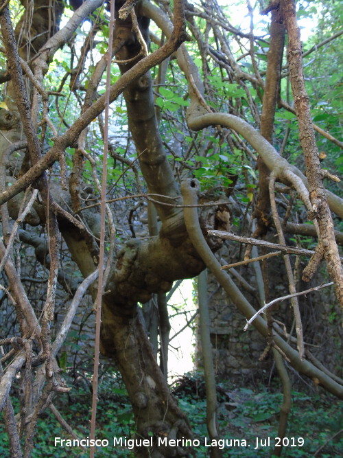 Ermita del Pla de Petracos - Ermita del Pla de Petracos. 