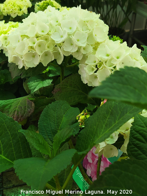 Hortensia - Hortensia. Ja�n