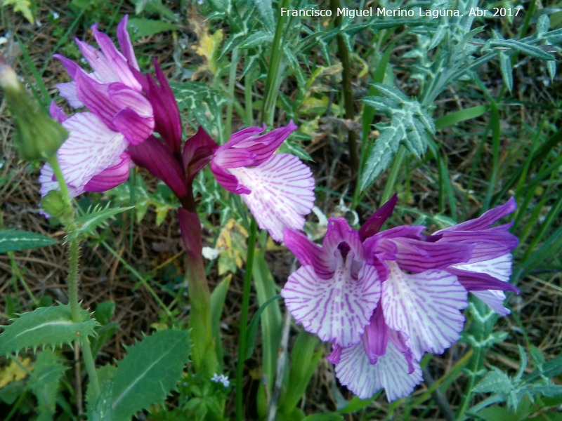 Orqudea Papilonacea - Orqudea Papilonacea. Llano de los Cebollares - Arquillos