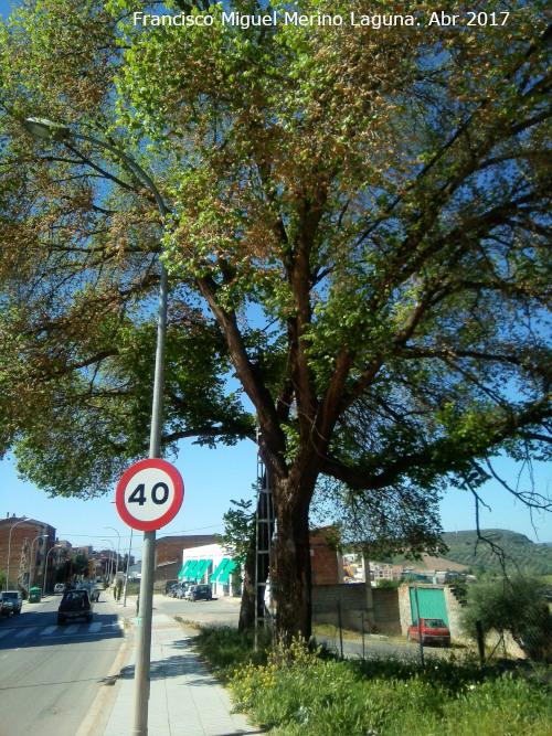 Alameda de las Navas - Alameda de las Navas. ltimo ejemplar de olmo que queda