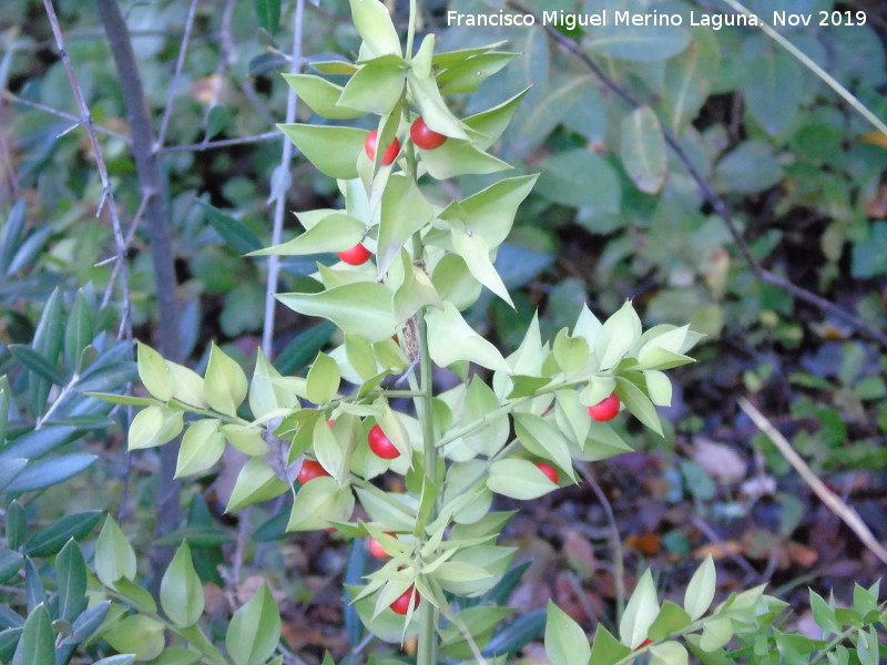 Rusco - Rusco. Baizuela - Torredelcampo